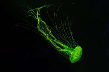 Atlantik deniz ısırganı denizanası, Chrysaora quinquecirrha, Doğu Maliyeti deniz ısırganı, yeşil ışıkla aydınlatılmış akvaryumda yüzüyor. Theriology, biodiversity, undersea life, aquatic organizma