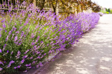Yol ve çit boyunca çiçek açan mor lavanta çiçekleri, sokak dekoru. Bahçıvanlık, peyzaj tasarımı unsuru, aromaterapi, tıbbi bitki