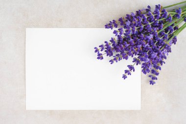 Beyaz connet alçı yüzeyinde çiçek açan lavanta çiçekleri. Fotokopi alanı ve üst görünümü olan boş kağıtlar. Kapatın. Çiçek arkaplan, model, şablon