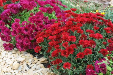 Rengarenk kasımpatı tarlaları açık havada, sonbahar bahçesinde, açık havada, çiçek tarlasında. Tebrik kartı, duvar kağıdı, afiş, başlık için çiçek arkaplanı.