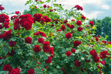 Güzel kırmızı gül çiçeği çalıları, çiçek arkaplanı, bahçe işleri. Bahçede ya da parkta gül çalısı, güneşli bir günde açık havada. Üreme ve büyüyen güller, bahçıvanlık, manzara tasarımı