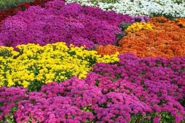 Parlak turuncu, mor ve sarı renkli çimenlikler sonbahar bahçesinde, güneşli bir günde, çiçek tarlasında. Tebrik kartı, duvar kağıdı, afiş, başlık için çiçek arkaplanı.