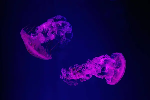 stock image Two Jellifish South american sea nettle, Chrysaora plocamia swimming in aquarium tank with red neon illumination. Aquatic organism, animal, undersea life, biodiversity