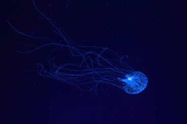 Atlantic sea nettle jellyfish, Chrysaora quinquecirrha, East Cost sea nettle, swims in illuminated aquarium with blue lighting. Theriology, biodiversity, undersea life, aquatic organism clipart