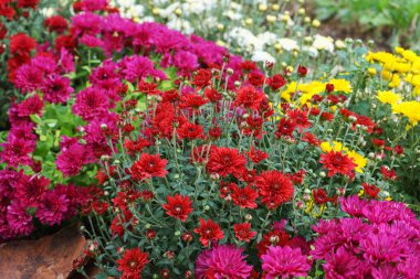 Güneşli bir günde, dışarıdaki sonbahar bahçesinde çeşitli renkte kasımpatı çalıları açan taze, parlak bir tarla. Tebrik kartı, duvar kağıdı, afiş, başlık için çiçek arkaplanı.