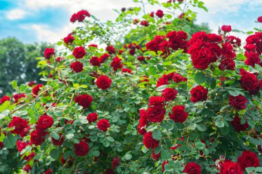 Bahçede ya da parkta güzel açan kırmızı gül, açık havada açık havada mavi gökyüzü arka planında. Üreme ve büyüyen güller, bahçıvanlık, manzara tasarımı