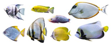 Tropical colorful fishes collection isolated on white background. Set of different aquarium fish, undersea life, aquatic organism, pet. clipart