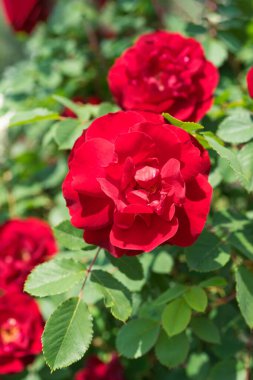 Çiçekleri kırmızı olan güzel gül çalıları bahçeye ya da parka yakın, güneşli bir günde açık havada. Üreme ve büyüyen güller, bahçıvanlık, manzara tasarımı