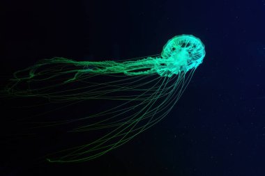 Atlantik deniz ısırganı denizanası, Chrysaora quinquecirrha, Doğu Maliyeti deniz ısırganı, yeşil ışıkla aydınlatılmış akvaryumda yüzer. Theriology, biodiversity, undersea life, aquatic organizma