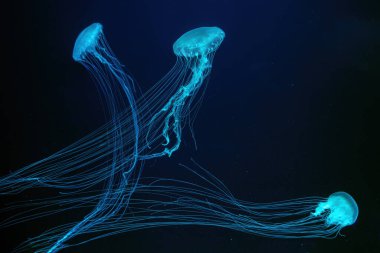 Three of Atlantic sea nettle jellyfish, Chrysaora quinquecirrha, East Cost sea nettle, swims in illuminated aquarium with blue lighting. Theriology, biodiversity, undersea life, aquatic organism clipart