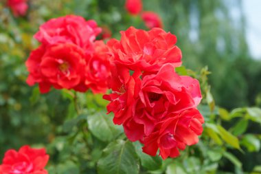 Çiçekleri kırmızı olan güzel gül çalıları bahçeye ya da parka yakın, güneşli bir günde açık havada. Üreme ve büyüyen güller, bahçıvanlık, manzara tasarımı