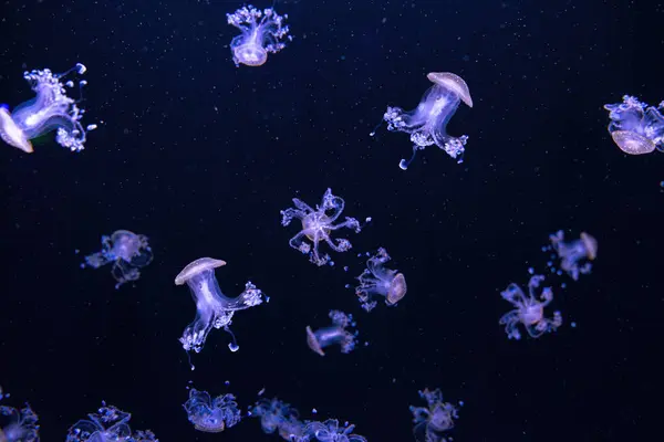 stock image Group of fluorescent jellyfish swimming underwater aquarium pool. Spotted australian jellyfish, Phyllorhiza punctata swim in aquarium with neon light. Theriology, undersea life, biodiversity, animal