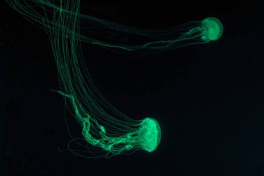 Two of Atlantic sea nettle jellyfish, Chrysaora quinquecirrha, East Cost sea nettle, swims in illuminated aquarium with green lighting. Theriology, biodiversity, undersea life, aquatic organism clipart