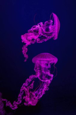 İki denizanası Güney Amerika deniz ısırganı, kırmızı neon ışıklı akvaryum tankında yüzen Chrysaora plocamia. Su canlıları, hayvanlar, deniz altı yaşamı, biyolojik çeşitlilik