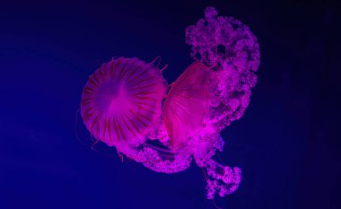 Two Jellifish South american sea nettle, Chrysaora plocamia swimming in aquarium tank with red neon illumination. Aquatic organism, animal, undersea life, biodiversity clipart