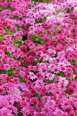 Taze, parlak, pembe kasımpatı çalıları güneşli bir günde dışarıdaki sonbahar bahçesine dikilmiş. Tebrik kartı, duvar kağıdı, afiş, başlık için çiçek arkaplanı.