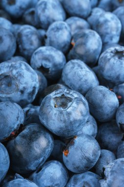 Taze çiğ organik yaban mersini arka planı yakın plan. Yaban mersinli makarnanın dokusu. Yemek arkaplanı, fon, duvar kağıdı, yaz hasadı..