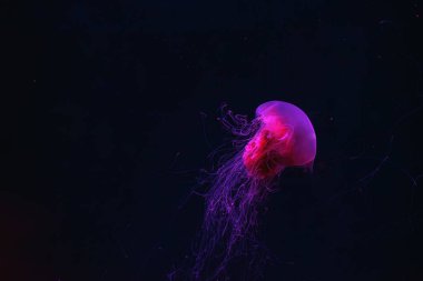 Fluorescent jellyfish swimming underwater aquarium pool with red neon light. The Lion's mane, Cyanea capillata also known as giant jellyfish, arctic red jellyfish, hair jelly clipart