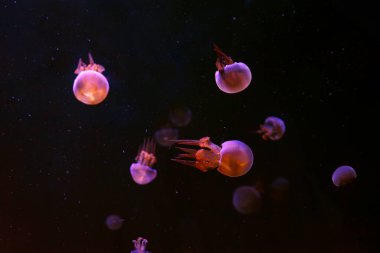 Su altında yüzen bir grup denizanası. Pembe neon ışıkla aydınlatılmış. Alev denizanası, ropilema esculentum karanlık suda, okyanusta yüzer. Theriology, turizm, dalış, sualtı yaşamı.