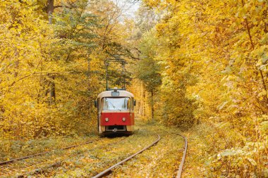 Sarı sonbahar yaprak döken ormandan geçen eski kırmızı tramvay. Tramvayla, kentsel çevre dostu taşımacılıkla parkta sonbahar manzarası.