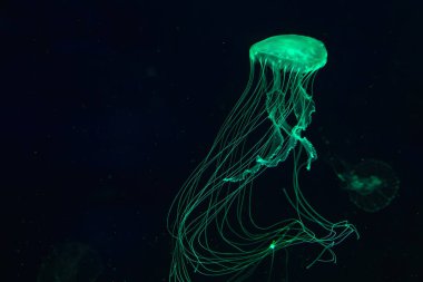 One Atlantic sea nettle chrysaora quinquecirrha jellyfish swim underwater in aquarium pool with bright green neon light. Water, ocean animal. Theriology, undersea life. clipart