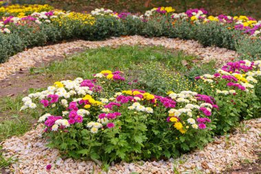 Kasımpatı çalıları, pembe, sarı ve beyaz çiçekler, güneşli bir günde, sonbahar bahçesinde çiçek tarhında yarı daire şeklinde dikilmiş. Tebrik kartı, duvar kağıdı için çiçek arkaplanı