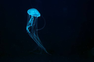 One Atlantic sea nettle chrysaora quinquecirrha jellyfish swim underwater in aquarium pool with bright blue neon light. Water, ocean animal. Theriology, undersea life. clipart