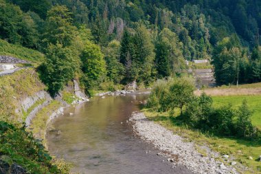Tepelerin arasında dağ nehri, çam ağaçları, kayalık kıyıları ve hızlı suları olan ağaçlar. Karpatlar ve Ukrayna 'nın doğal yaz manzarası