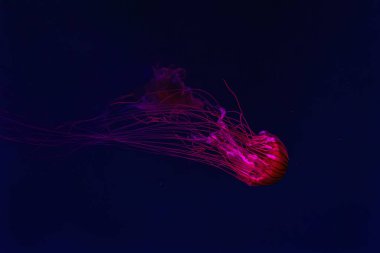 Floresan denizanası su altında kırmızı neon ışıklı akvaryum havuzunda yüzüyor. Japon deniz ısırganları, mavi sularda ve okyanuslarda krisaora pasifica. Theriology, biodiversity, undersea life, aquatic organizma