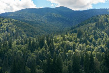 Koyu yeşil kozalaklı orman manzaralı, güneşli bir günde mavi gökyüzü olan dağların tepesi. Ukrayna 'daki Karpat Dağları' nın çam ağaçlarının hava manzarası. Macera yolculuğu kavramı.