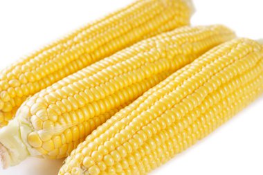 Tatlı mısır arka planında sarı taze kulaklar. Sarı ve beyaz taneli taze çiğ mısır koçanı makro desen, üst manzara, kapat. Soyut gıda geçmişi, hasat mevsimi, sağlıklı organik yiyecekler..