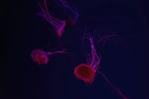 stock image Group of jellyfish swimming underwater aquarium pool with red neon light. The Japanese sea nettle chrysaora pacifica in blue water, ocean. Theriology, biodiversity, undersea life, aquatic organism