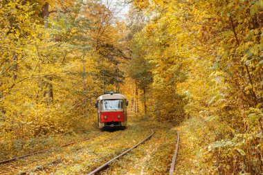 Sarı sonbahar yaprak döken ormandan geçen eski kırmızı tramvay. Tramvayla, kentsel çevre dostu taşımacılıkla parkta sonbahar manzarası.