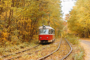 Sarı sonbahar yaprak döken ormandan geçen eski kırmızı tramvay. Tramvayla, kentsel çevre dostu taşımacılıkla parkta sonbahar manzarası.
