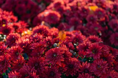 Güneşli bir günde, sonbahar bahçesinde çiçek açan parlak kırmızı kasımpatılar. Tebrik kartı, duvar kağıdı, afiş, başlık için çiçek arkaplanı.