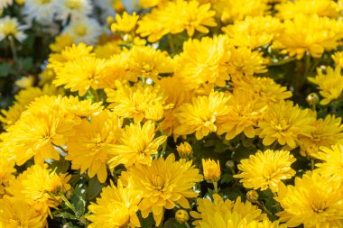 Güneşli bir günde, sonbahar bahçesinde çiçek açan parlak sarı kasımpatılar. Tebrik kartı, duvar kağıdı, afiş, başlık için çiçek arkaplanı.