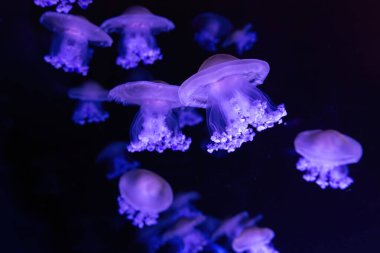 Akdeniz anası, kızarmış yumurta, Cotylorhiza tüberkülata, pembe neon ışıkla deniz suyunda yüzmek. Denizanası akvaryumu, okyanus havuzu. Theriology, turizm, dalış, sualtı yaşamı