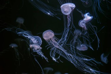 Bir grup Atlantik ısırgan otu, Chrysaora quinquecirrha, East Cost deniz ısırgan otu denizanası, ışıklı akvaryumda neon ışıklarıyla yüzüyorlar. Theriology, biodiversity, undersea life, aquatic organizma