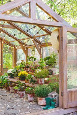 Çiçekli saksılar ve çiçekli saksılar güneşli arka plandaki seranın içindeki raflarda duruyordu. Doğal yeşillik, bahçe elementleri ve saksı bitkileri. Bahçecilik, çiçekçilik, çiçek yetiştirme, hobi