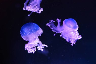 Bir grup floresan denizanası su altında akvaryum havuzunda yüzüyor. Benekli Avustralyalı denizanası Phyllorhiza punctata akvaryumda mavi ışıklı. Theriology, turizm, dalış, sualtı yaşamı.