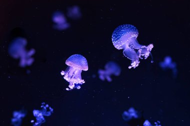 Bir grup floresan denizanası su altında akvaryum havuzunda yüzüyor. Benekli Avustralyalı denizanası Phyllorhiza punctata akvaryumda mavi ışıklı. Theriology, turizm, dalış, sualtı yaşamı.