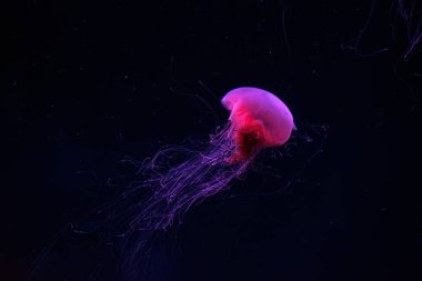 Floresan denizanası su altında kırmızı neon ışıklı akvaryum havuzunda yüzüyor. Aslan yelesi, siyanea capillata aynı zamanda dev denizanası, arktik kırmızı denizanası, saç denizanası olarak da bilinir.