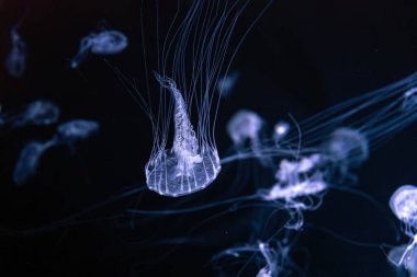 Bir grup Sanderia Malayensis, Amakusa Denizanası akvaryum havuzunda mavi neon ışığıyla yüzüyor. Theriology, biodiversity, undersea life, aquatic organizma