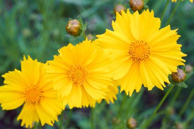 Coreopsis Lanceolata, Lanceleaf Tickseed veya Maiden Eye on Meadow, yazın çiçek açan tarlalar. Doğa, bitki, çiçek arkaplanı. Sarı çiçek mızrağı Coreopsis 'i çiçek gibi açtı. Yaklaş, makro.