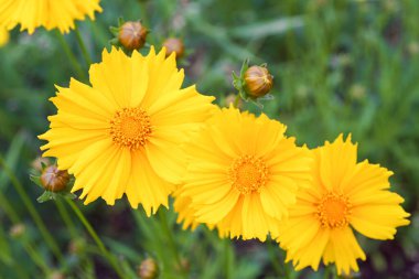 Coreopsis Lanceolata, Lanceleaf Tickseed veya Maiden Eye on Meadow, yazın çiçek açan tarlalar. Doğa, bitki, çiçek arkaplanı. Sarı çiçek mızrağı Coreopsis 'i çiçek gibi açtı. Yaklaş, makro.