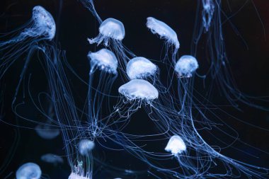 Group of Atlantic sea nettle, Chrysaora quinquecirrha, East Cost sea nettle jellyfish, floating in illuminated aquarium with blue neon light. Theriology, biodiversity, undersea life, aquatic organism clipart