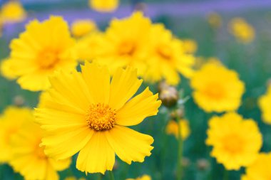 Coreopsis Lanceolata, Lanceleaf Tickseed veya Maiden Eye on Meadow, yazın çiçek açan tarlalar. Doğa, bitki, çiçek arkaplanı. Sarı çiçek mızrağı Coreopsis 'i çiçek gibi açtı. Yaklaş, makro.