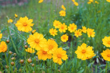 Sarı çiçekli Coreopsis Lanceolata, Lanceleaf Tickseed ya da yazın açan Maiden 's Eye. Doğa, bitki, çiçek arkaplanı. Bahçe, mızrak çimenliği terk edilmiş Coreopsis çiçek açmış.