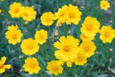 Coreopsis lanceolata, Lanceleaf Tickseed or Maiden eye on meadow, field blooming in summer. Nature, plant, floral background. Yellow flower lance leaved Coreopsis in bloom, close up, macro, top view clipart