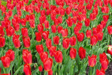 Çiçek açan kırmızı lalelerle dolu renkli bir alan. Bahar mevsiminde yeşil yapraklar etrafını sarar. Parktaki ya da bahçedeki çiçek tarhında, manzara tasarım elementinde. Duvar kağıdı, arkaplan